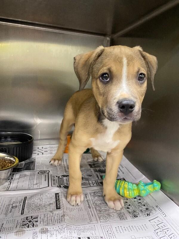 Enlarge Badger, a Adoptable Mixed Breed in Jackson, TN image 5/6