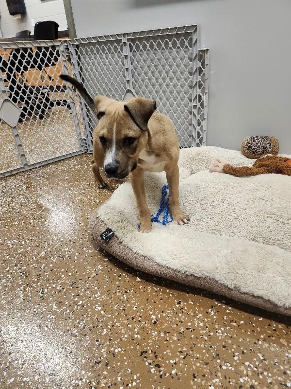 Enlarge Badger, a Adoptable Mixed Breed in Jackson, TN image 6/6