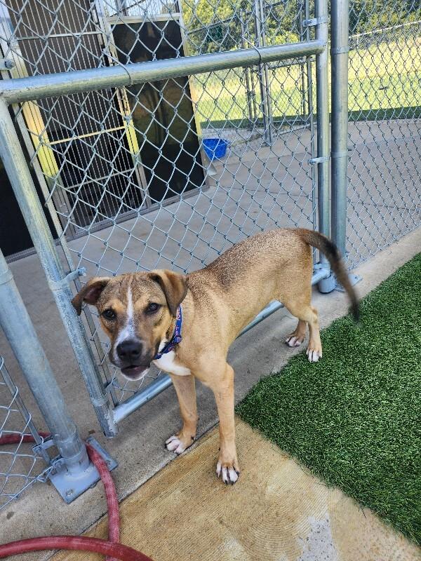 Enlarge Badger, a Adoptable Mixed Breed in Jackson, TN image 6/6