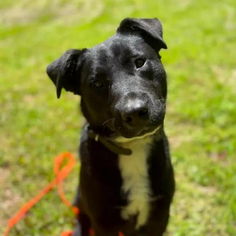 Bentley, Adoptable, Adult Male Black Labrador Retriever.