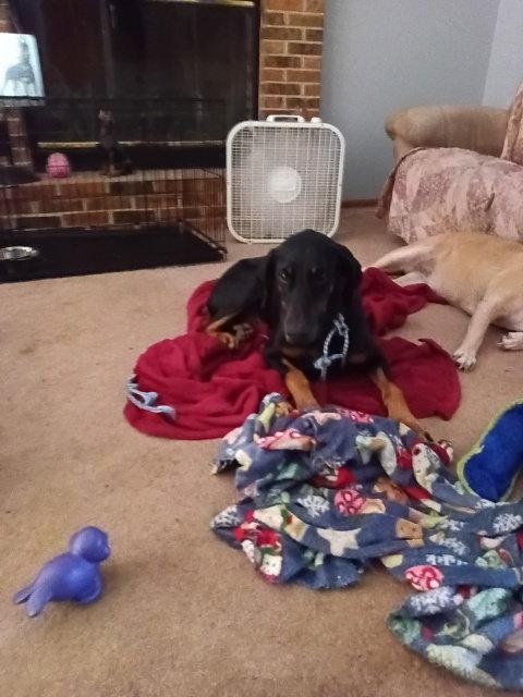 Enlarge Stella, a Adoptable Doberman Pinscher in Saint Charles, MO image 1/1