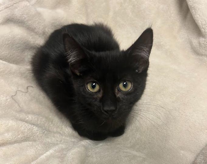 Enlarge Paquito, a Adoptable Domestic Short Hair in Hudson, NH image 1/4