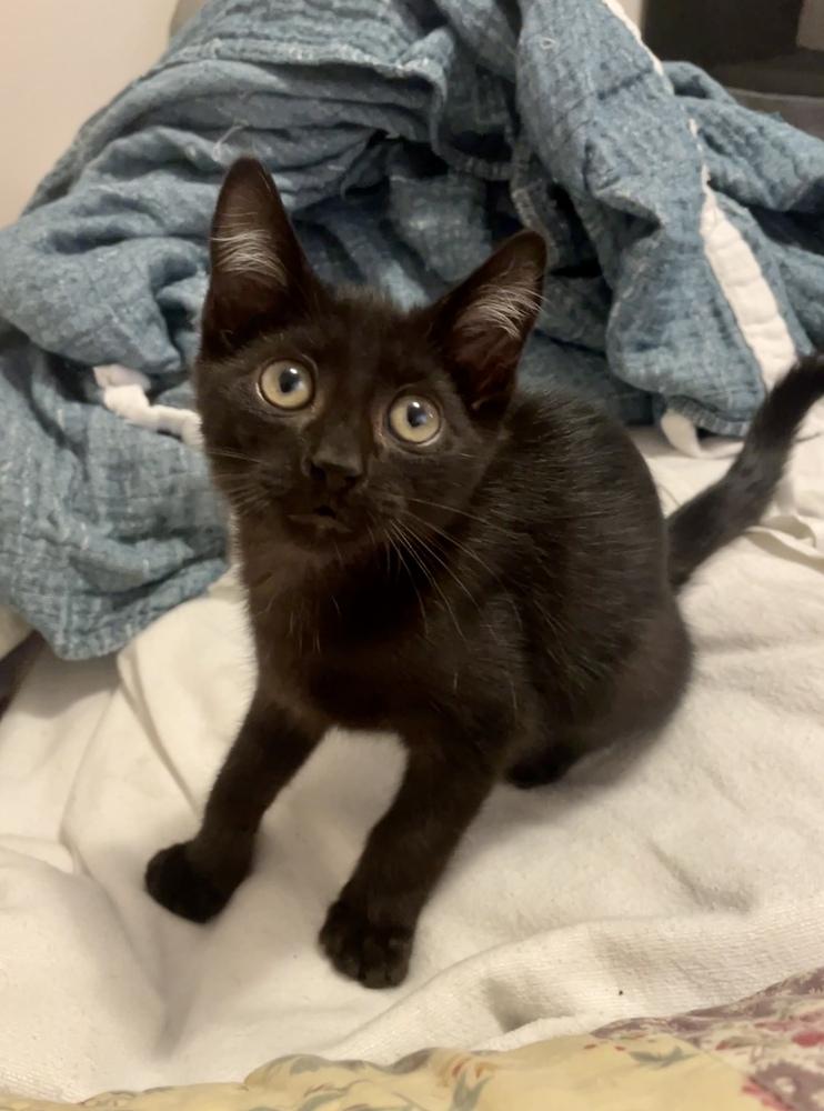 Enlarge Paquito, a Adoptable Domestic Short Hair in Hudson, NH image 2/4