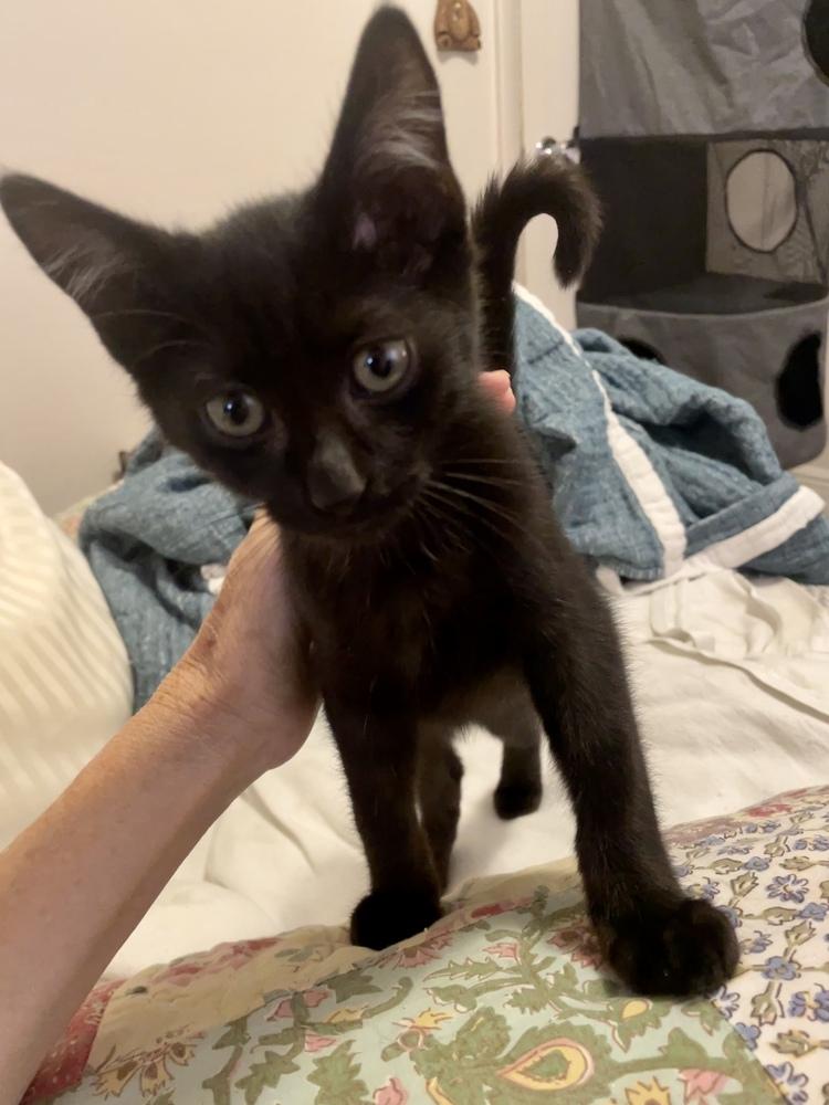 Enlarge Paquito, a Adoptable Domestic Short Hair in Hudson, NH image 3/4