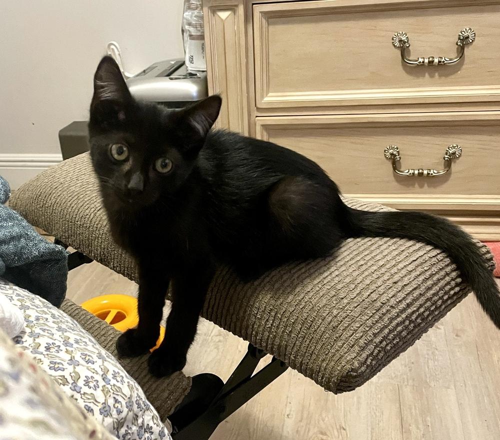 Enlarge Paquito, a Adoptable Domestic Short Hair in Hudson, NH image 4/4