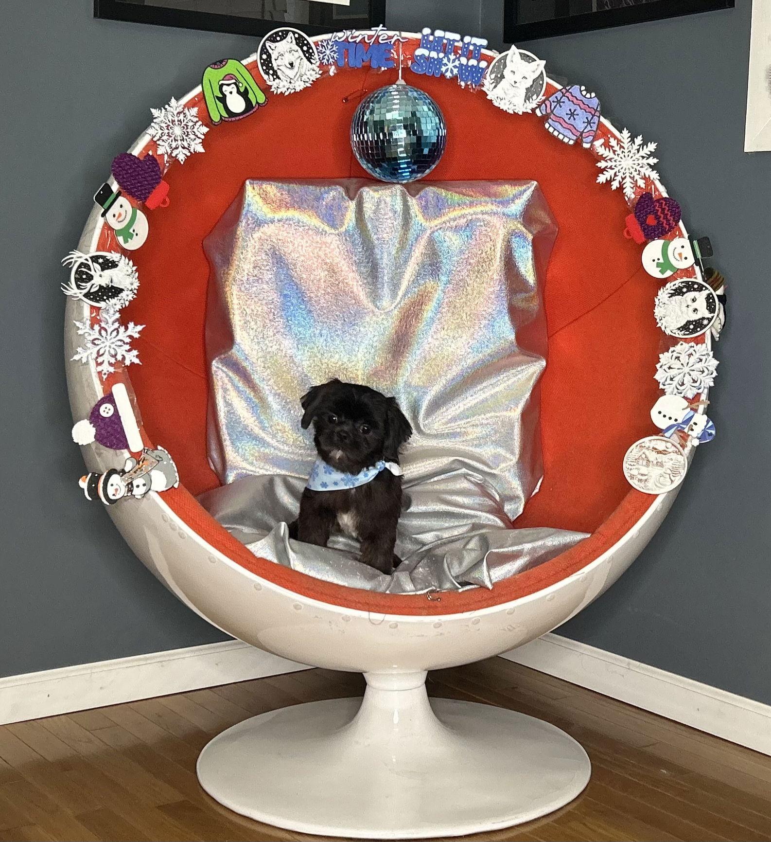 Coalton-Fairfield, a Adopted Shih Tzu in Pataskala, OH image 1/3