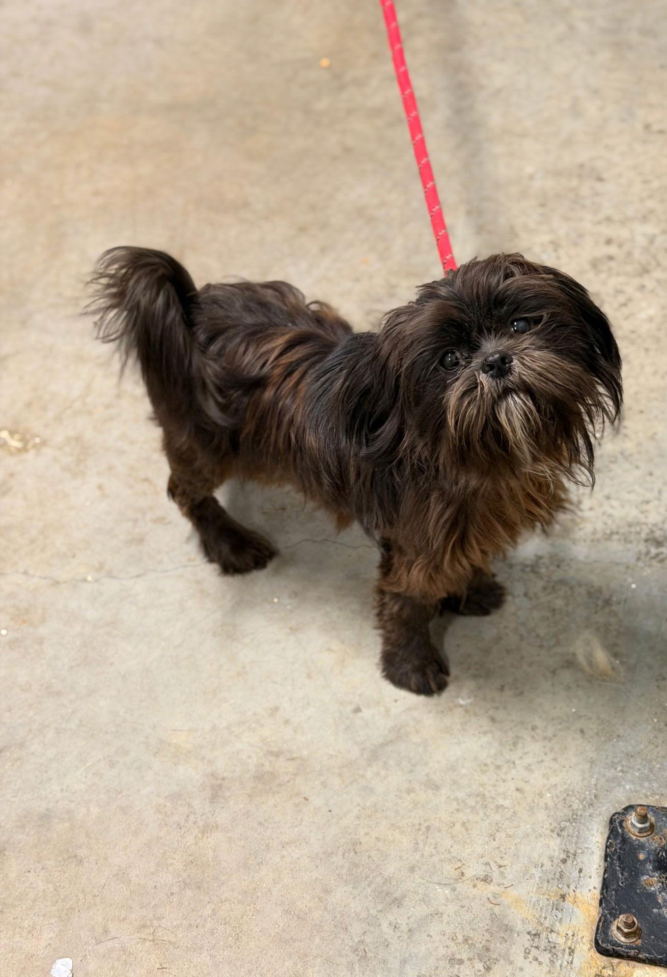Coalton-Fairfield, a Adopted Shih Tzu in Pataskala, OH image 2/3