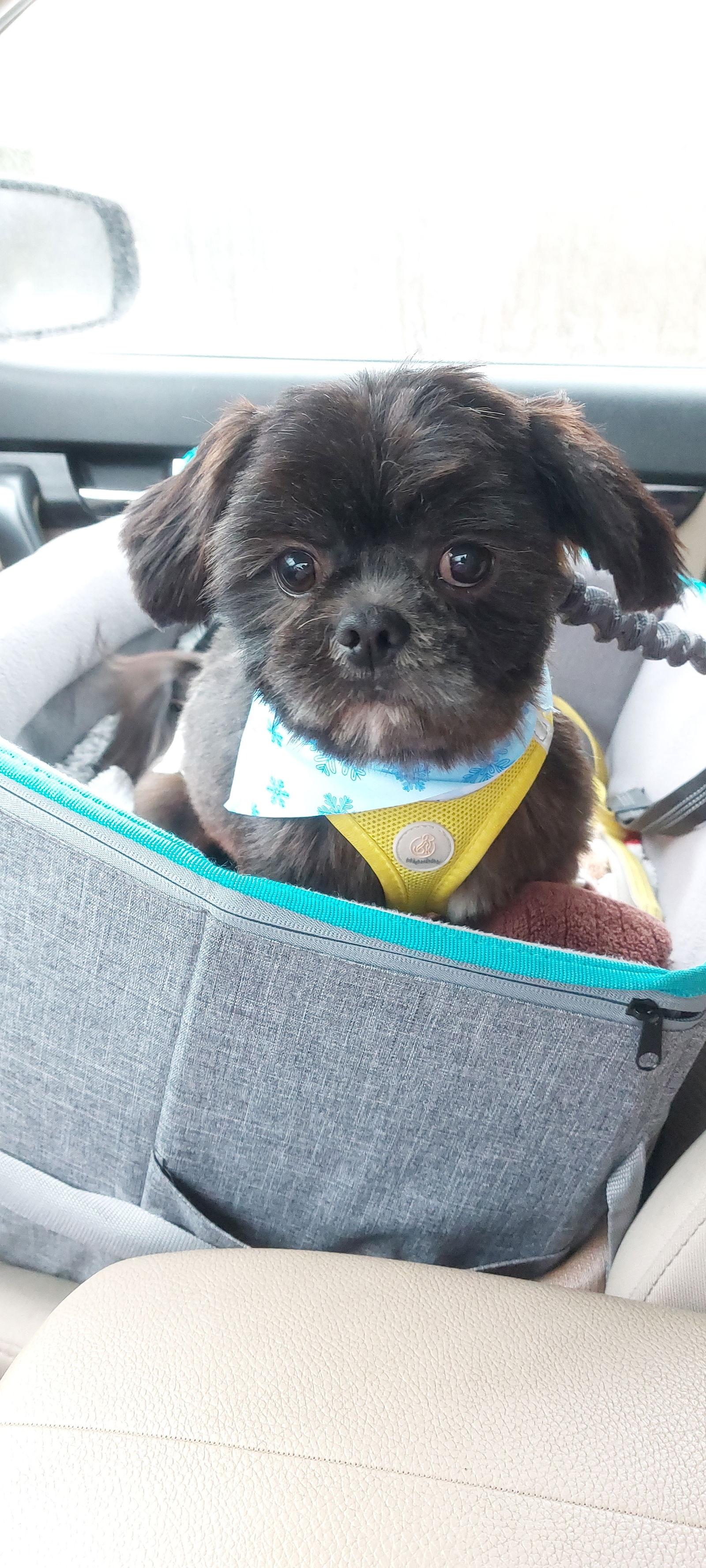 Coalton-Fairfield, a Adopted Shih Tzu in Pataskala, OH image 3/3