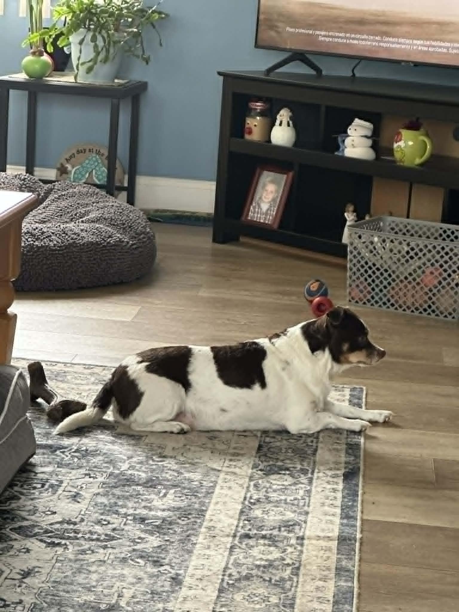 Enlarge Snickers, a ADOPTABLE mixed breed in Conesus, NY image 3/5