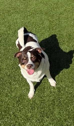 Enlarge Snickers, a ADOPTABLE mixed breed in Conesus, NY image 5/5