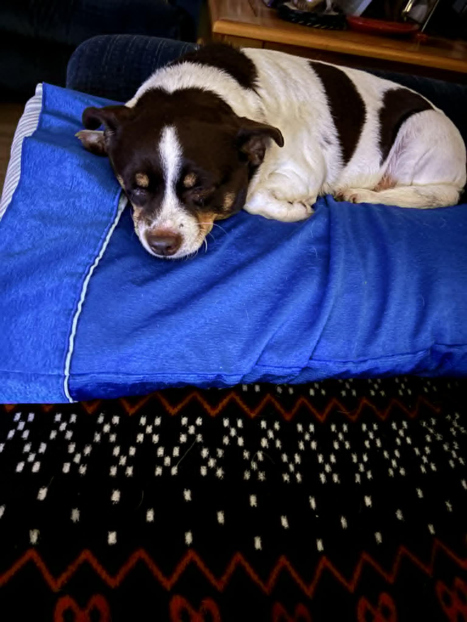 Snickers, ADOPTABLE, Adult Female Chihuahua.