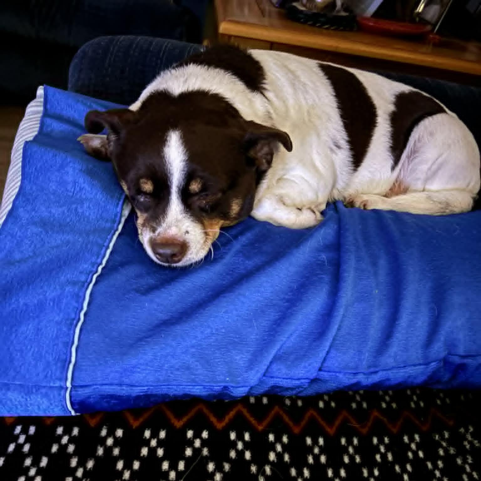 Enlarge Snickers, an adoptable mixed breed in Conesus, NY image 1/5