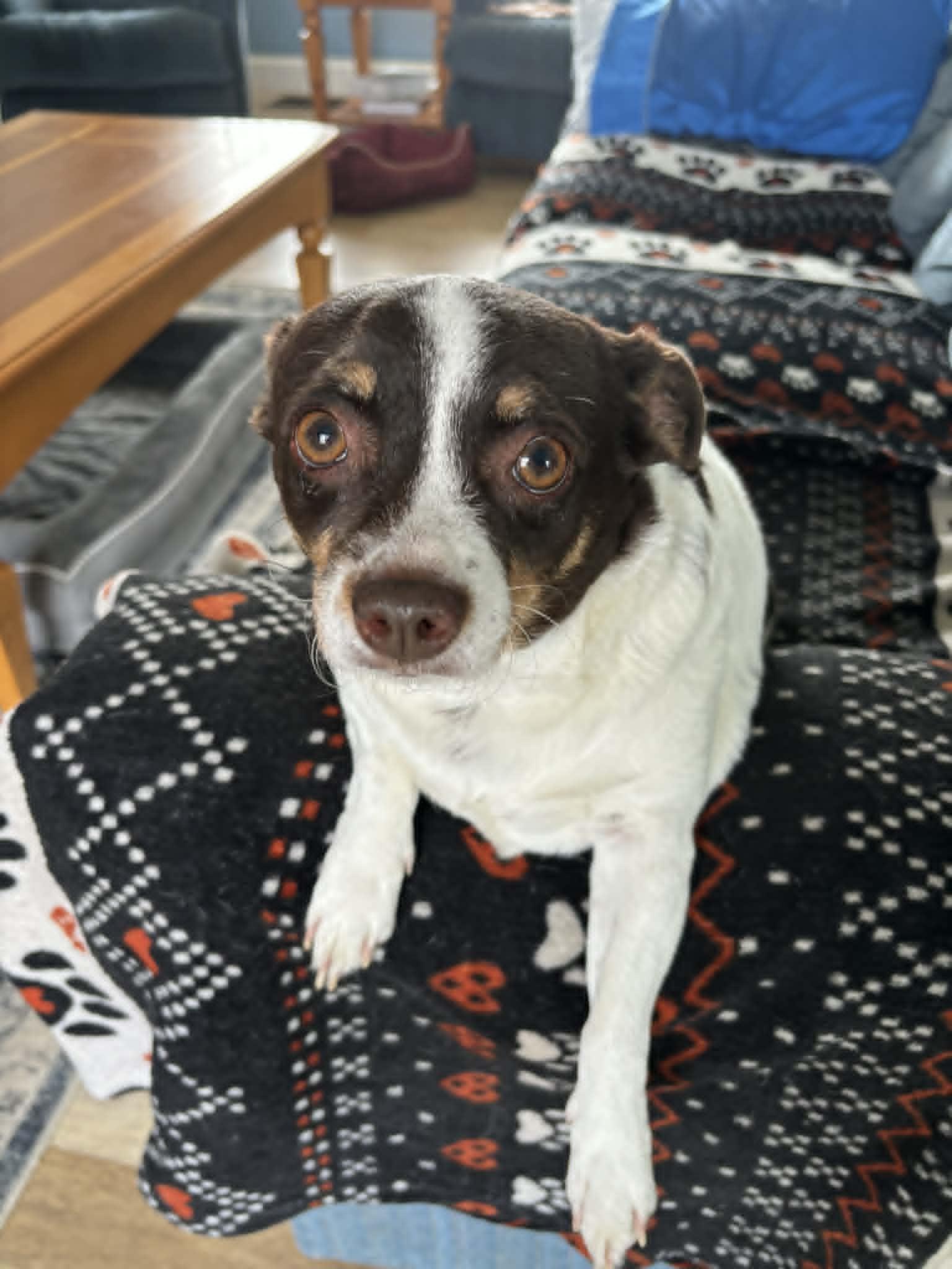 Enlarge Snickers, a ADOPTABLE mixed breed in Conesus, NY image 2/5