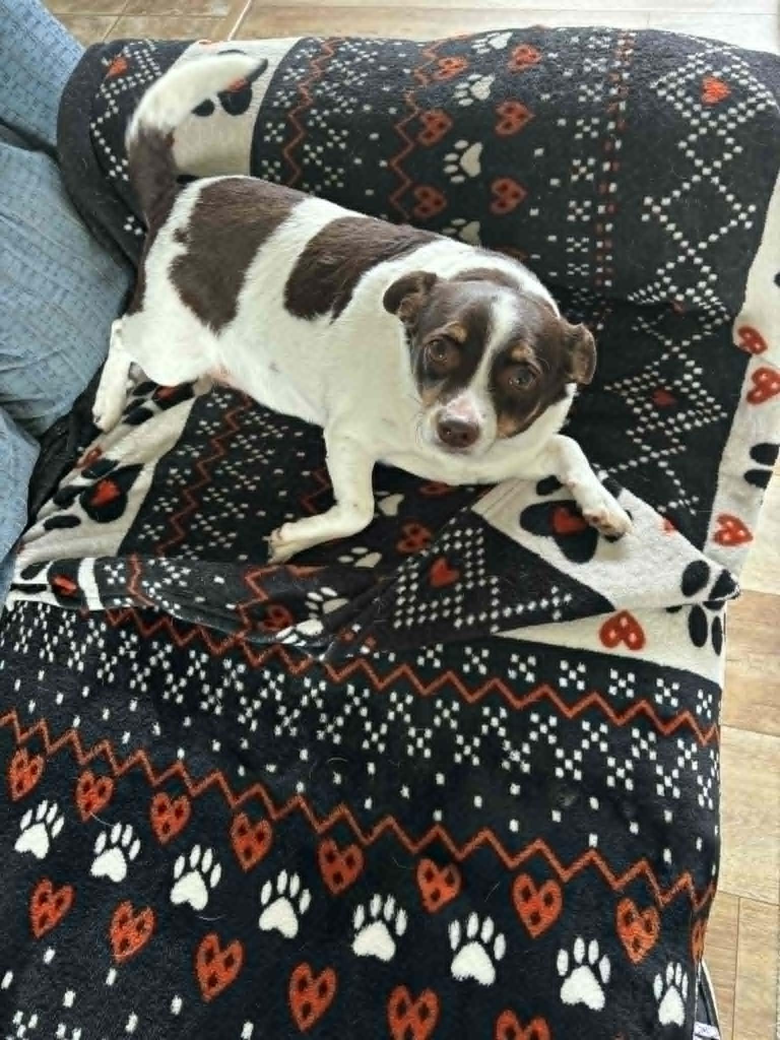 Enlarge Snickers, a ADOPTABLE mixed breed in Conesus, NY image 4/5