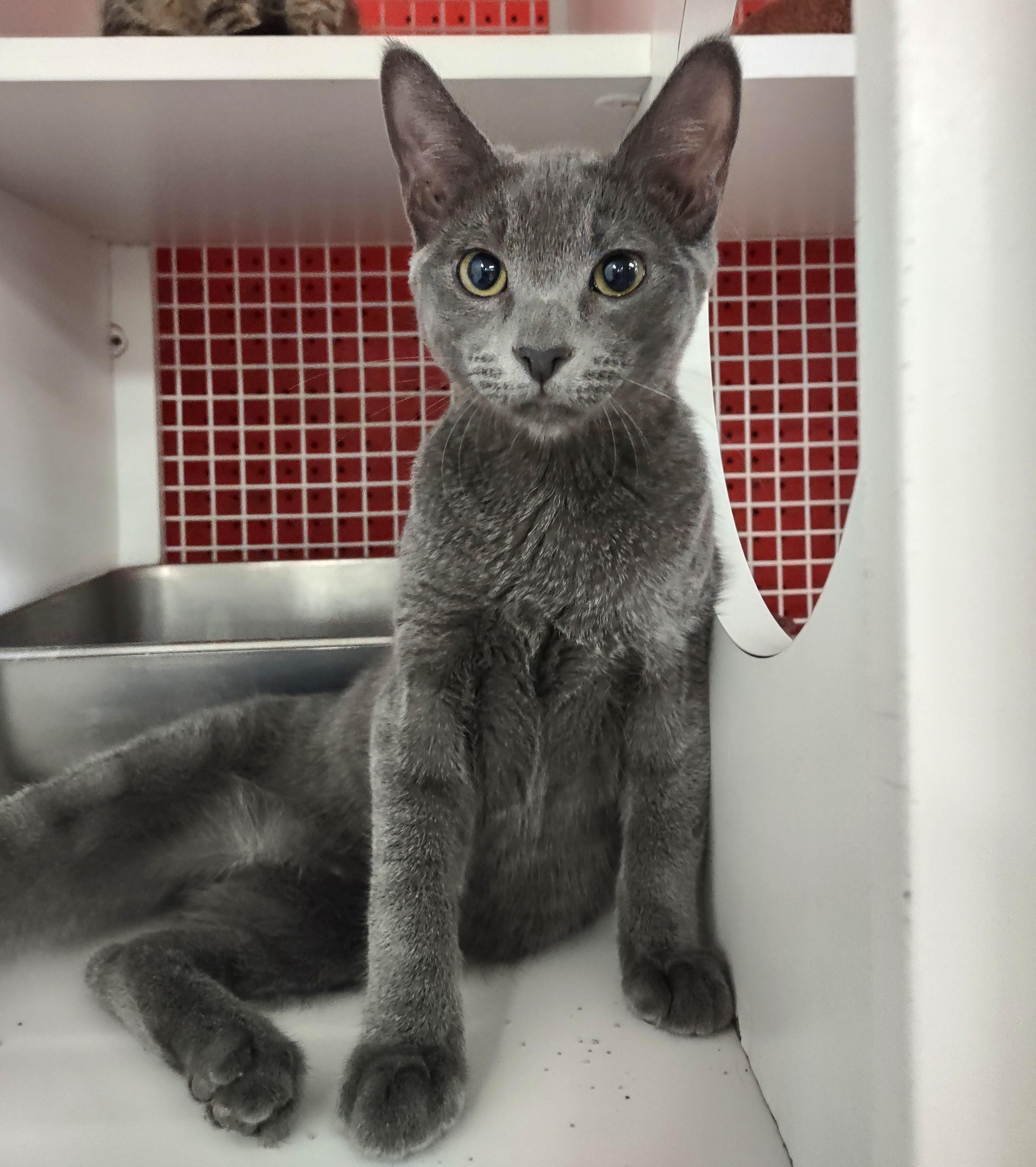 Seiko, adopted, Kitten Male Russian Blue.