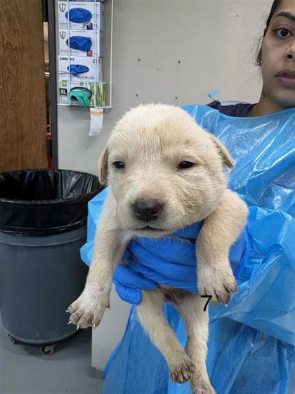 Enlarge Riley, a Adoptable mixed breed in Dallas, TX image 1/2