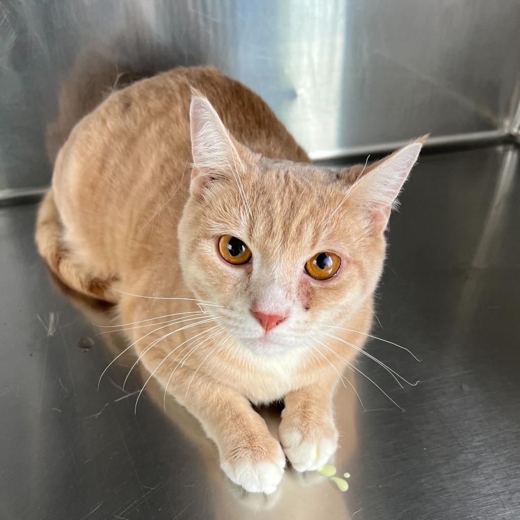 Goliath, Adoptable, Adult Male Domestic Short Hair.