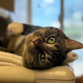 Enlarge Gizmo, a Adoptable Domestic Short Hair in Memphis, TN image 1/2