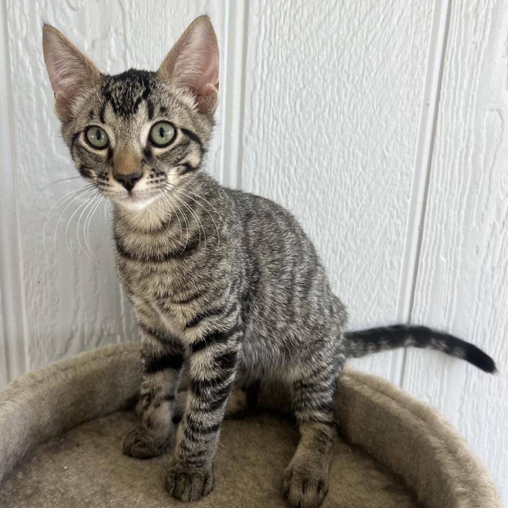 Oliver, Adoptable, Kitten Male Domestic Short Hair.