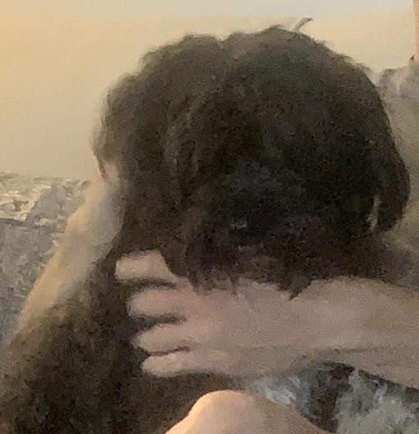 Enlarge Sox in Goldsboro NC, an adoption pending Havanese in Goldsboro, NC image 3/5
