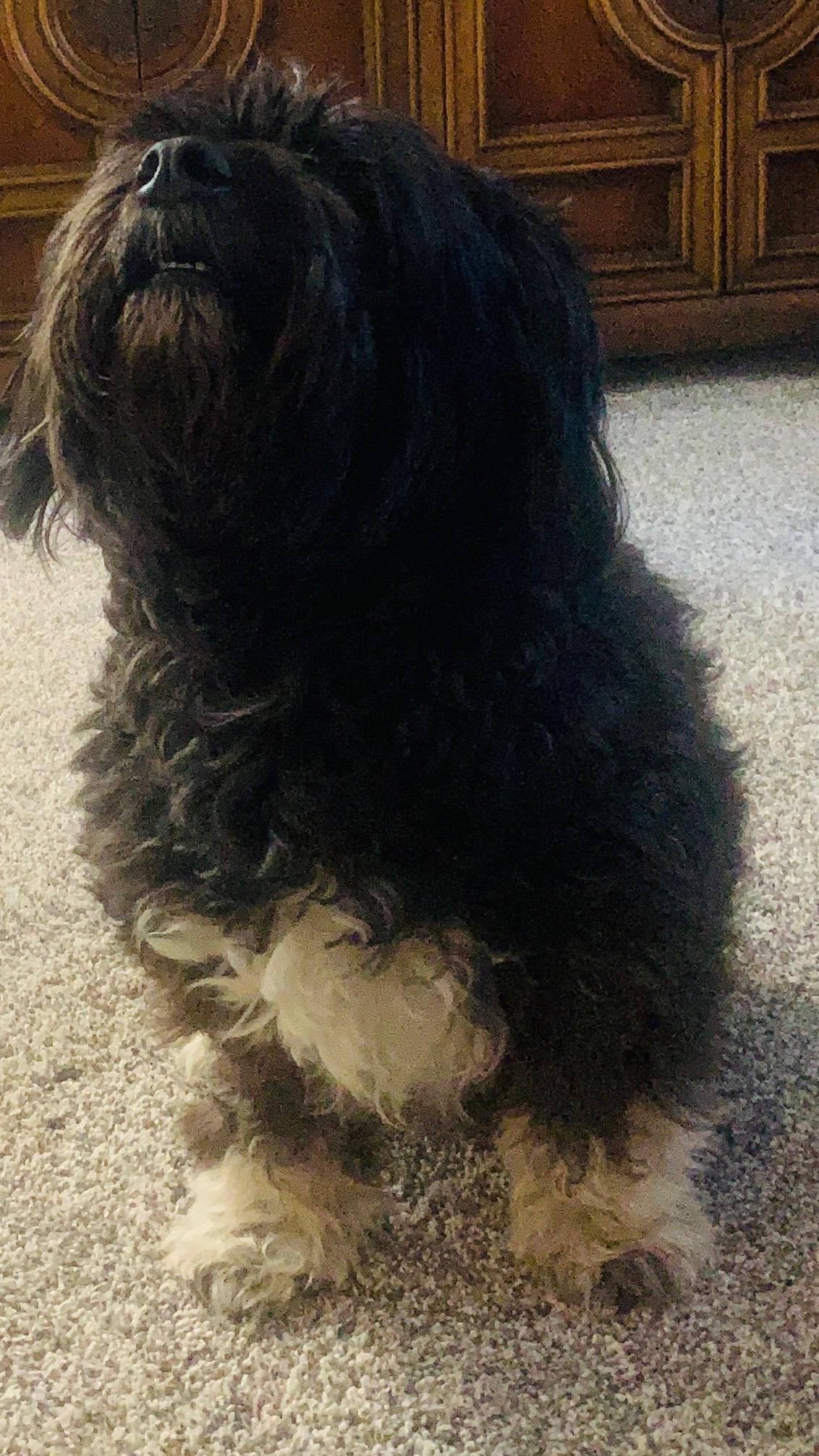 Enlarge Sox in Goldsboro NC, an adoption pending Havanese in Goldsboro, NC image 4/5