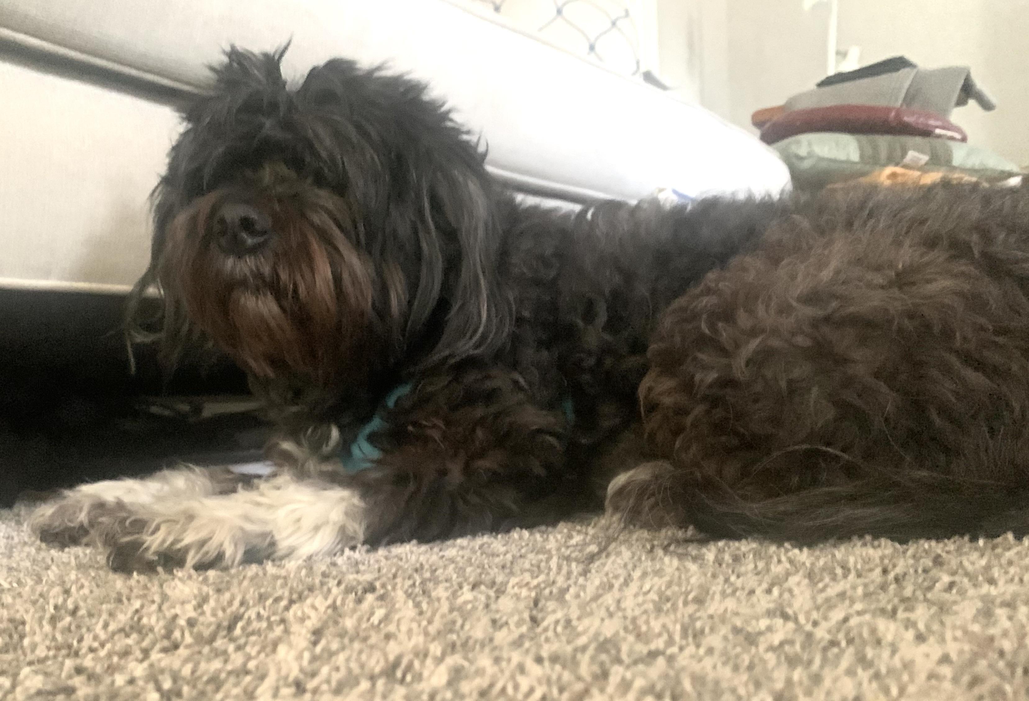 Enlarge Sox in Goldsboro NC, an adoption pending Havanese in Goldsboro, NC image 2/5