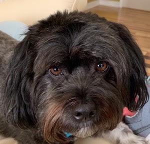 Sox in Goldsboro NC, ADOPTABLE, Adult Male Havanese.