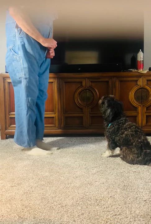 Enlarge Sox in Goldsboro NC, an adoption pending Havanese in Goldsboro, NC video 5/5