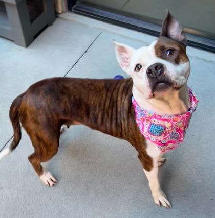 Queen, Adoptable, Adult Female Pit Bull Terrier & Mixed Breed.