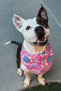 Enlarge Queen, a Adoptable mixed breed in Lewisville, TX image 2/3