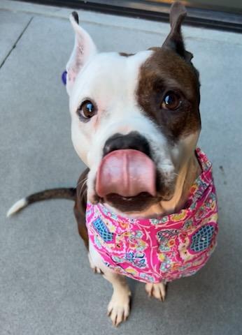 Enlarge Queen, a Adoptable mixed breed in Lewisville, TX image 3/3