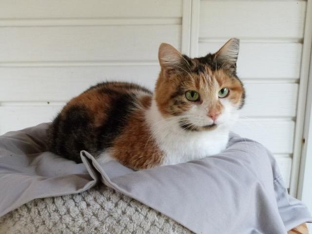 Maddy, a ADOPTABLE Calico in Stanstead, QC image 2/6