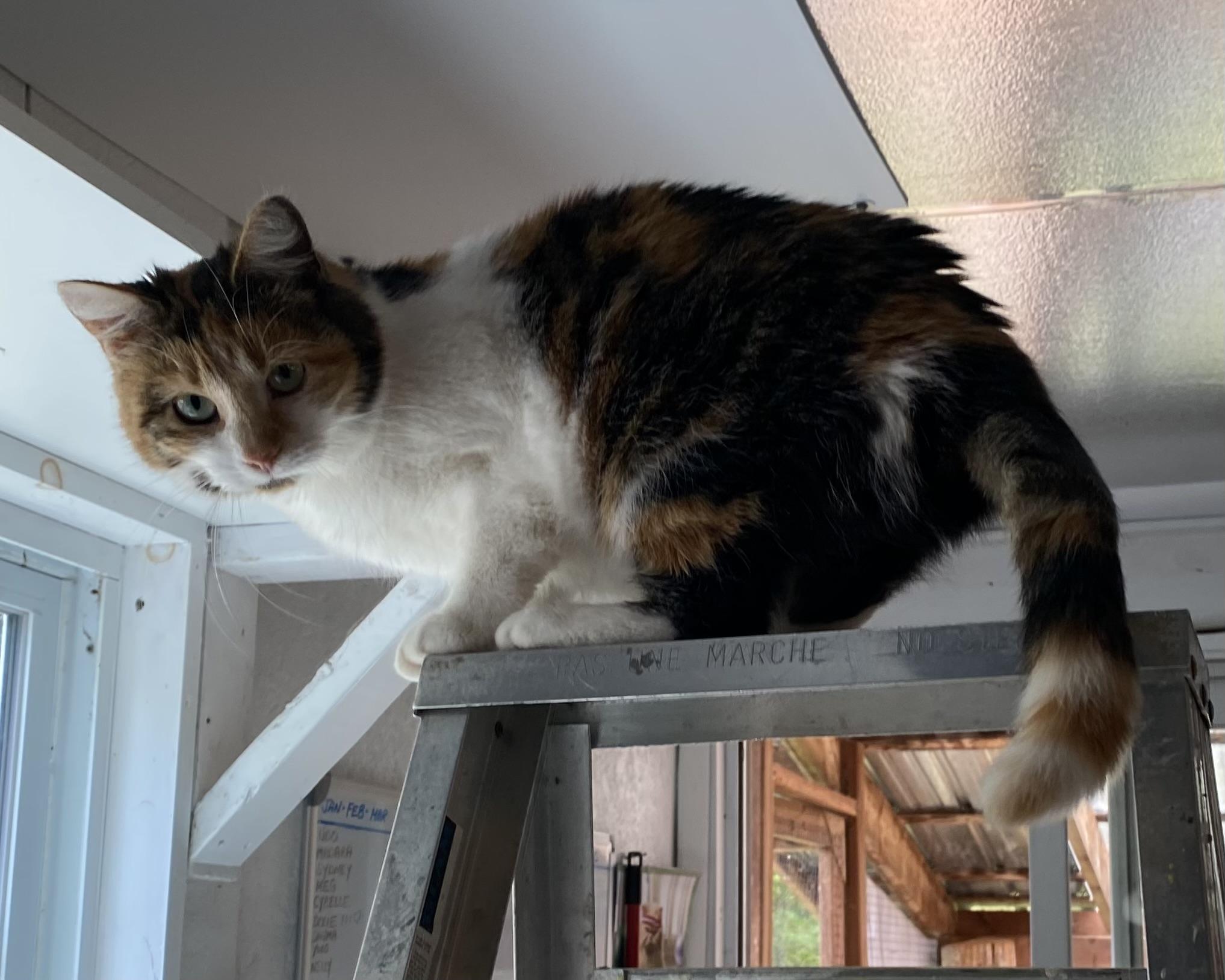 Maddy, a ADOPTABLE Calico in Stanstead, QC image 4/6