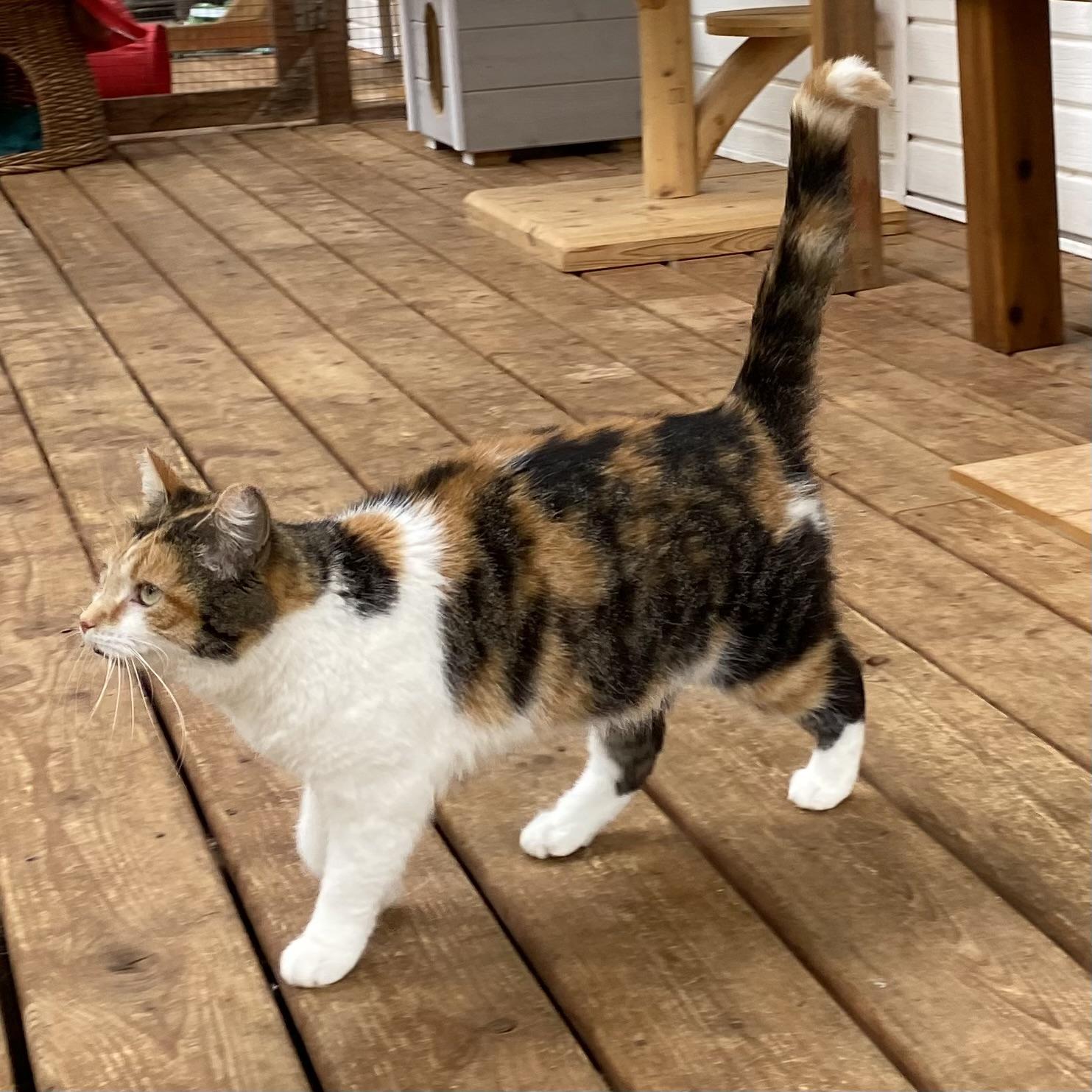 Maddy, a ADOPTABLE Calico in Stanstead, QC image 1/6