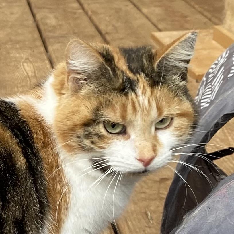 Maddy, a ADOPTABLE Calico in Stanstead, QC image 3/6