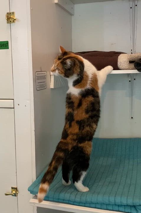 Enlarge Maddy, a ADOPTABLE Calico in Stanstead, QC video 6/6