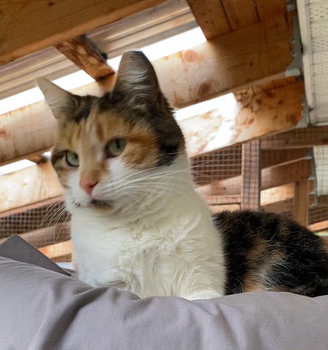 Enlarge Maddy, a ADOPTABLE Calico in Stanstead, QC video 5/6