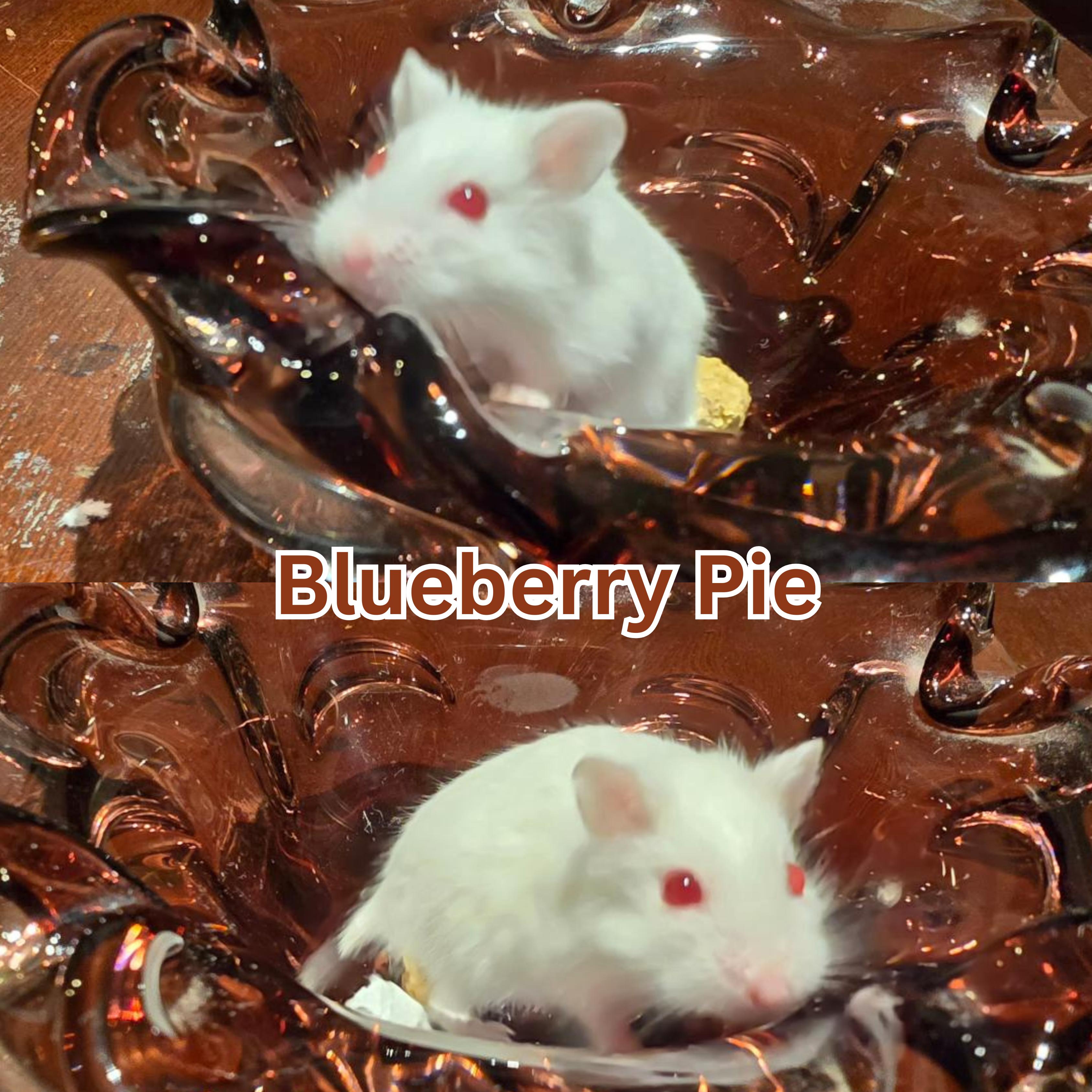 Enlarge Blueberry Pie, a Adoptable mixed breed in West Sacramento , CA image 1/1