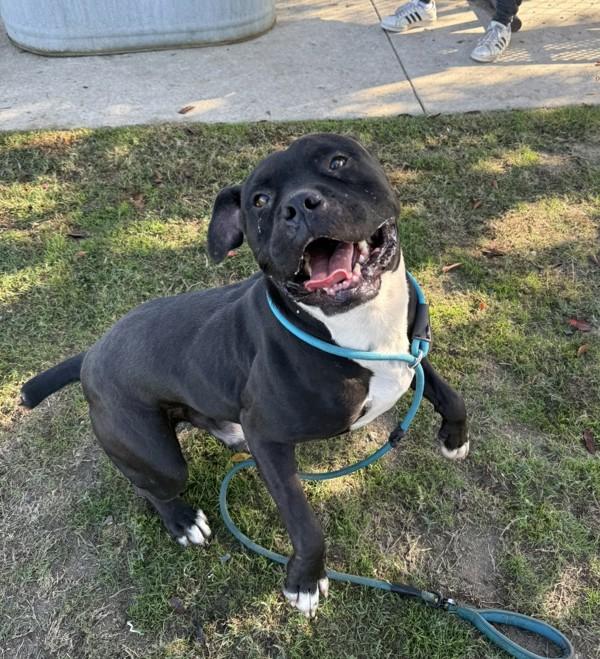 Spade, Adoptable, Adult Male American Staffordshire Terrier.