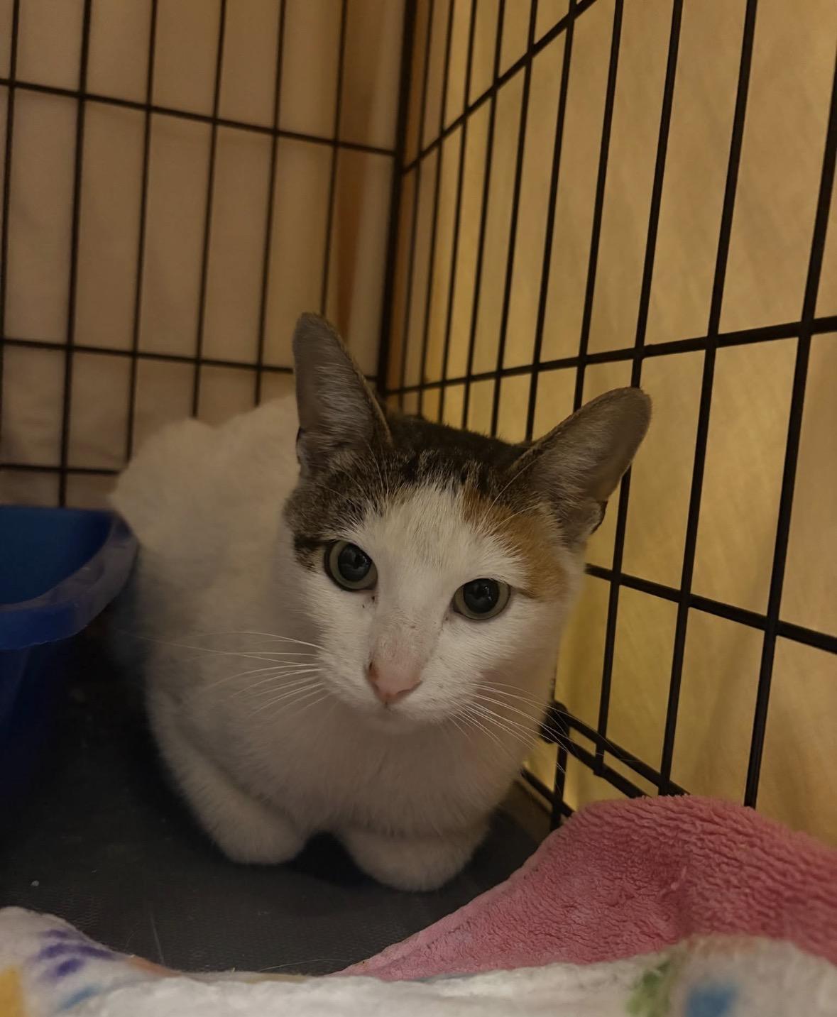 Enlarge Saturn, an adopted Domestic Short Hair in Chicago, IL image 1/1