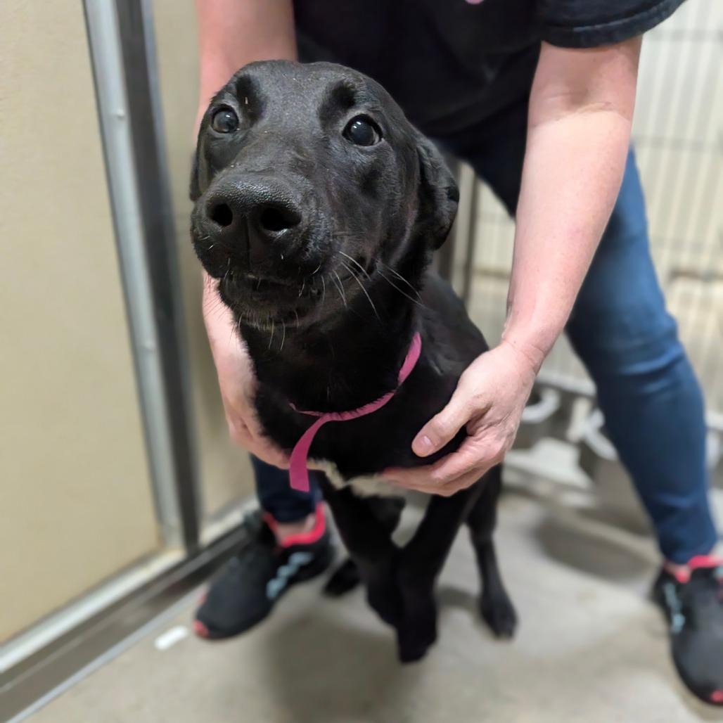 Willow, a Adoptable Mixed Breed in Houston, TX image 1/5