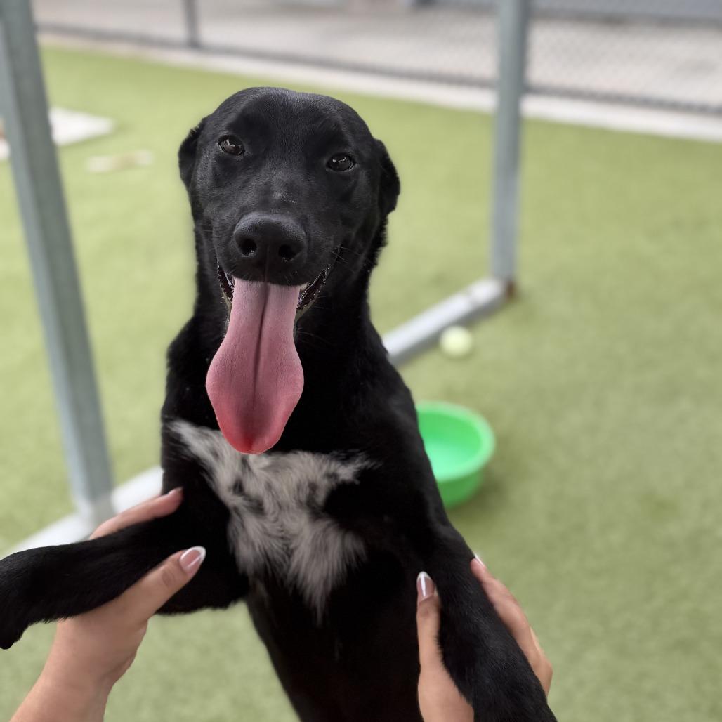 Willow, a Adoptable Mixed Breed in Houston, TX image 2/5