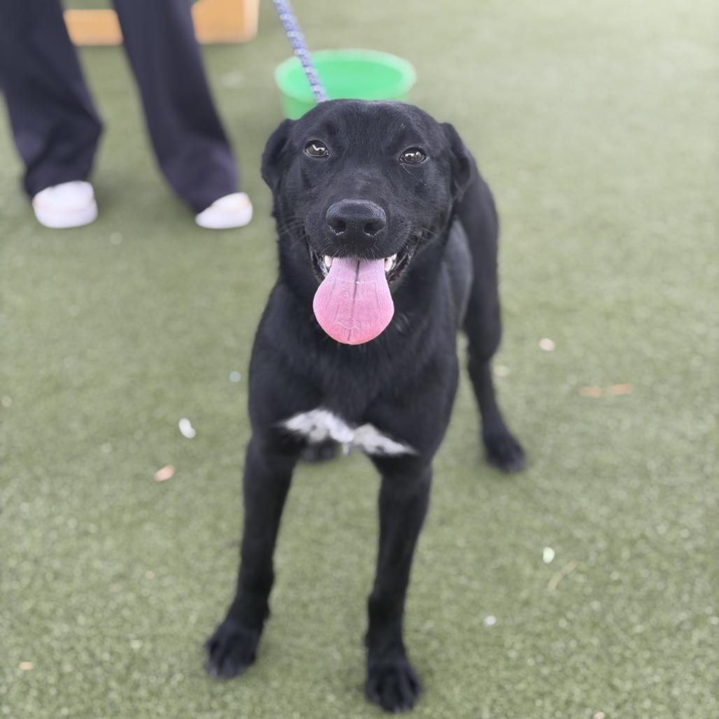 Willow, a Adoptable Mixed Breed in Houston, TX image 5/5