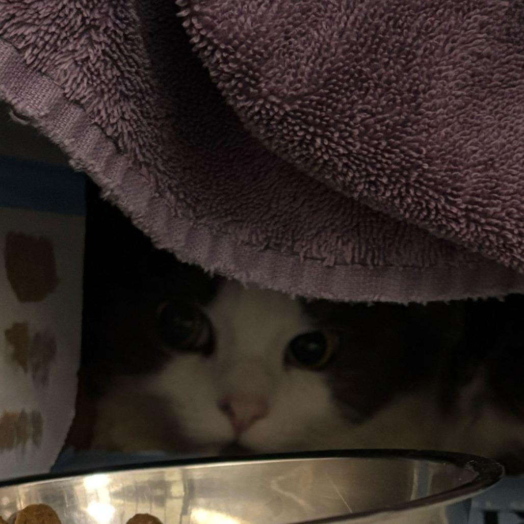 Enlarge Muffin, a Adoptable Domestic Long Hair in Dover, NH image 1/4