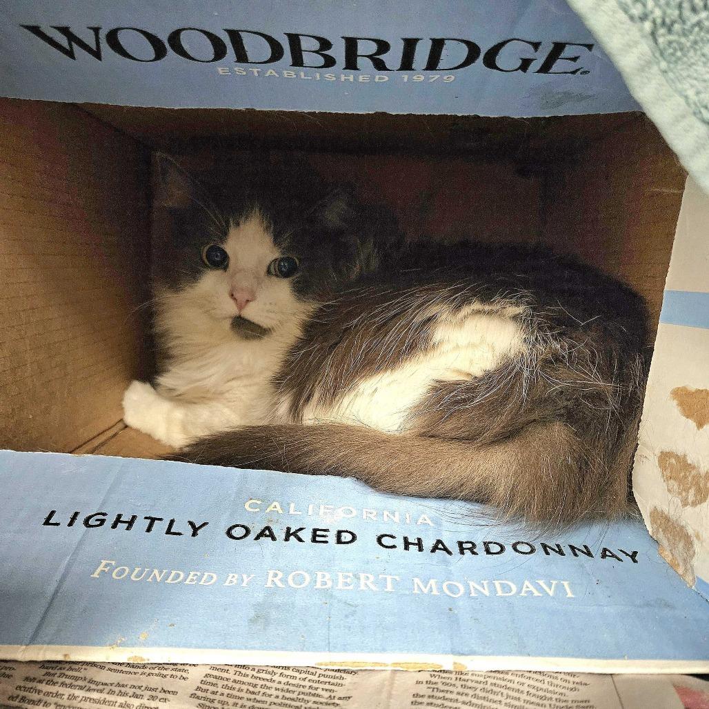 Enlarge Muffin, a Adoptable Domestic Long Hair in Dover, NH image 2/4