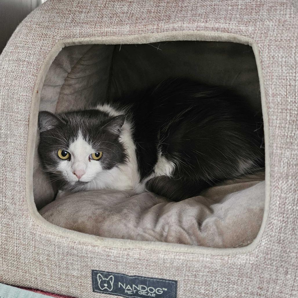 Enlarge Muffin, a Adoptable Domestic Long Hair in Dover, NH image 3/4