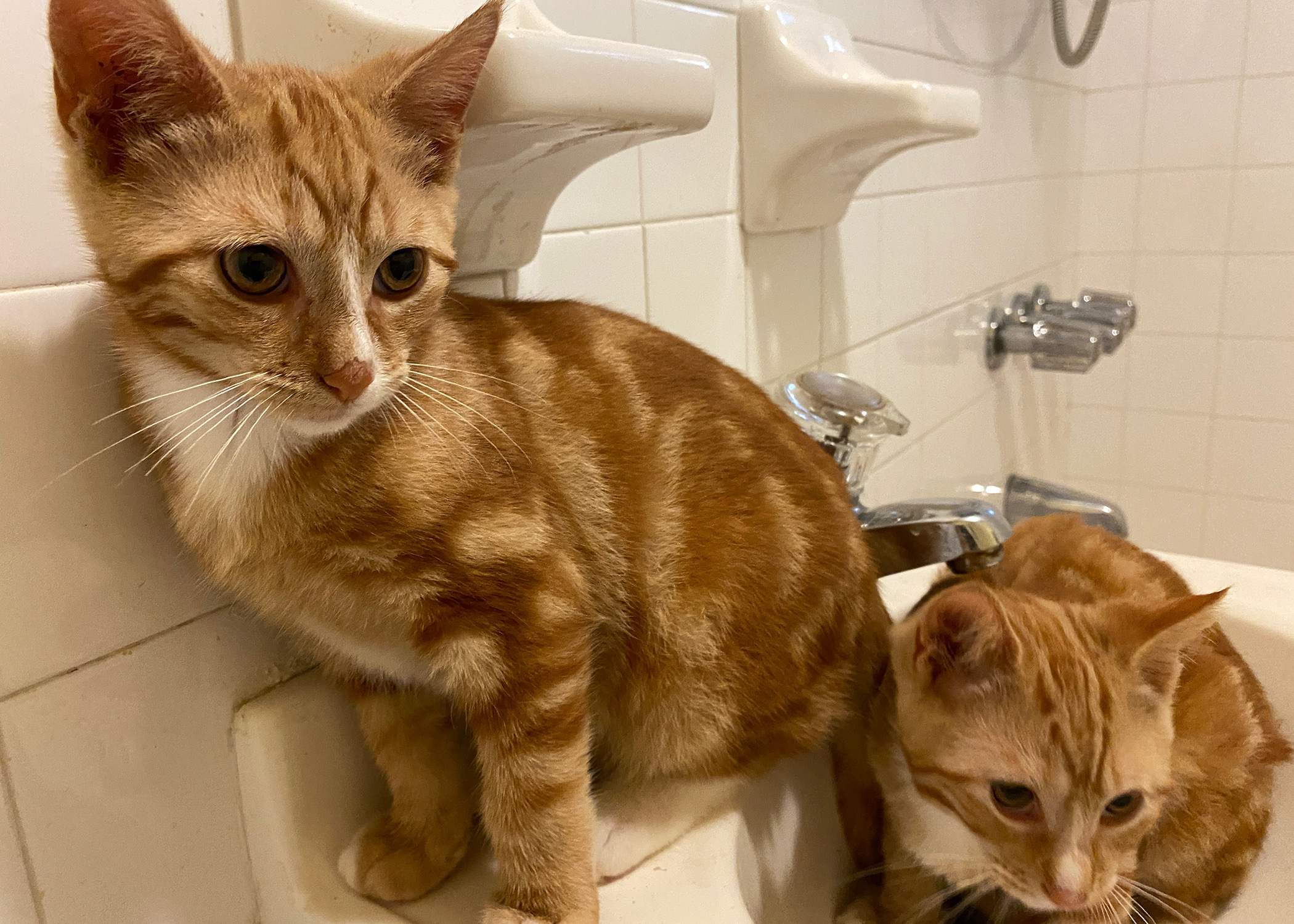 Enlarge Fido and Bartholomew, a Adopted Domestic Short Hair in Brooklyn, NY image 1/4
