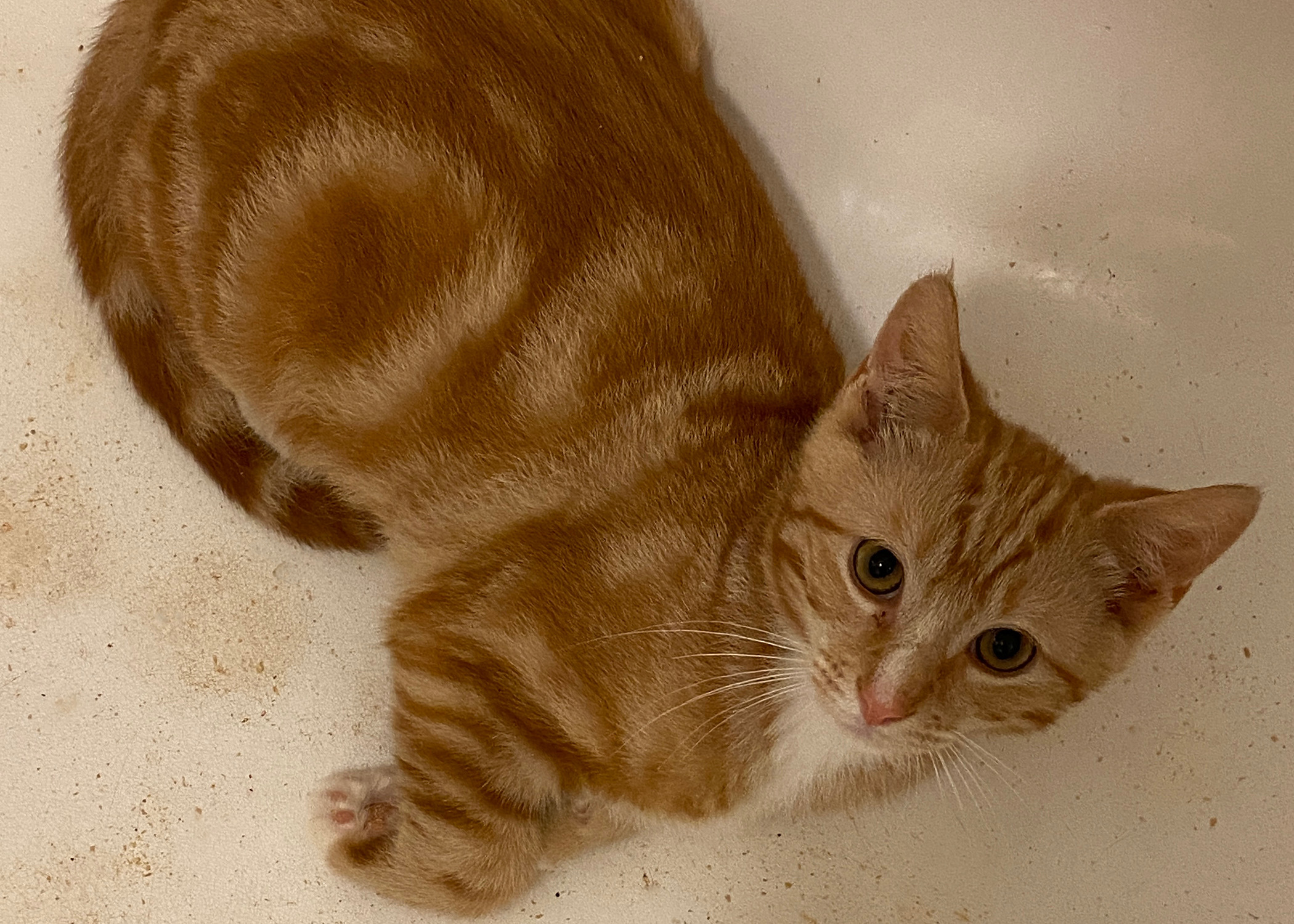 Enlarge Fido and Bartholomew, a Adopted Domestic Short Hair in Brooklyn, NY image 2/4