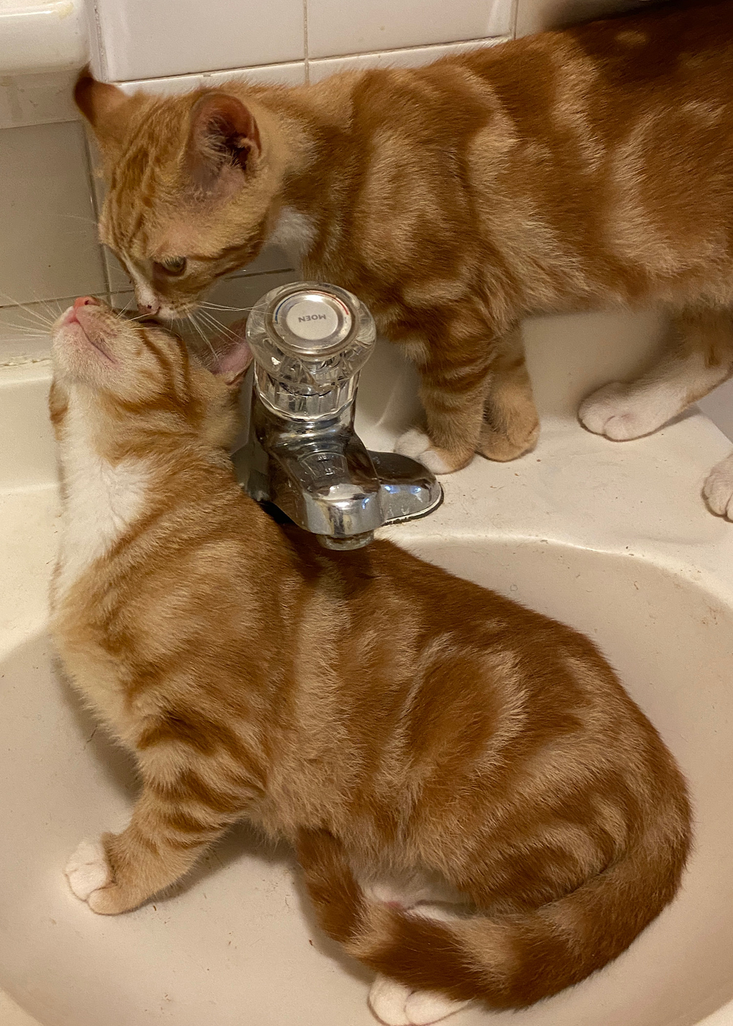 Enlarge Fido and Bartholomew, a Adopted Domestic Short Hair in Brooklyn, NY image 3/4