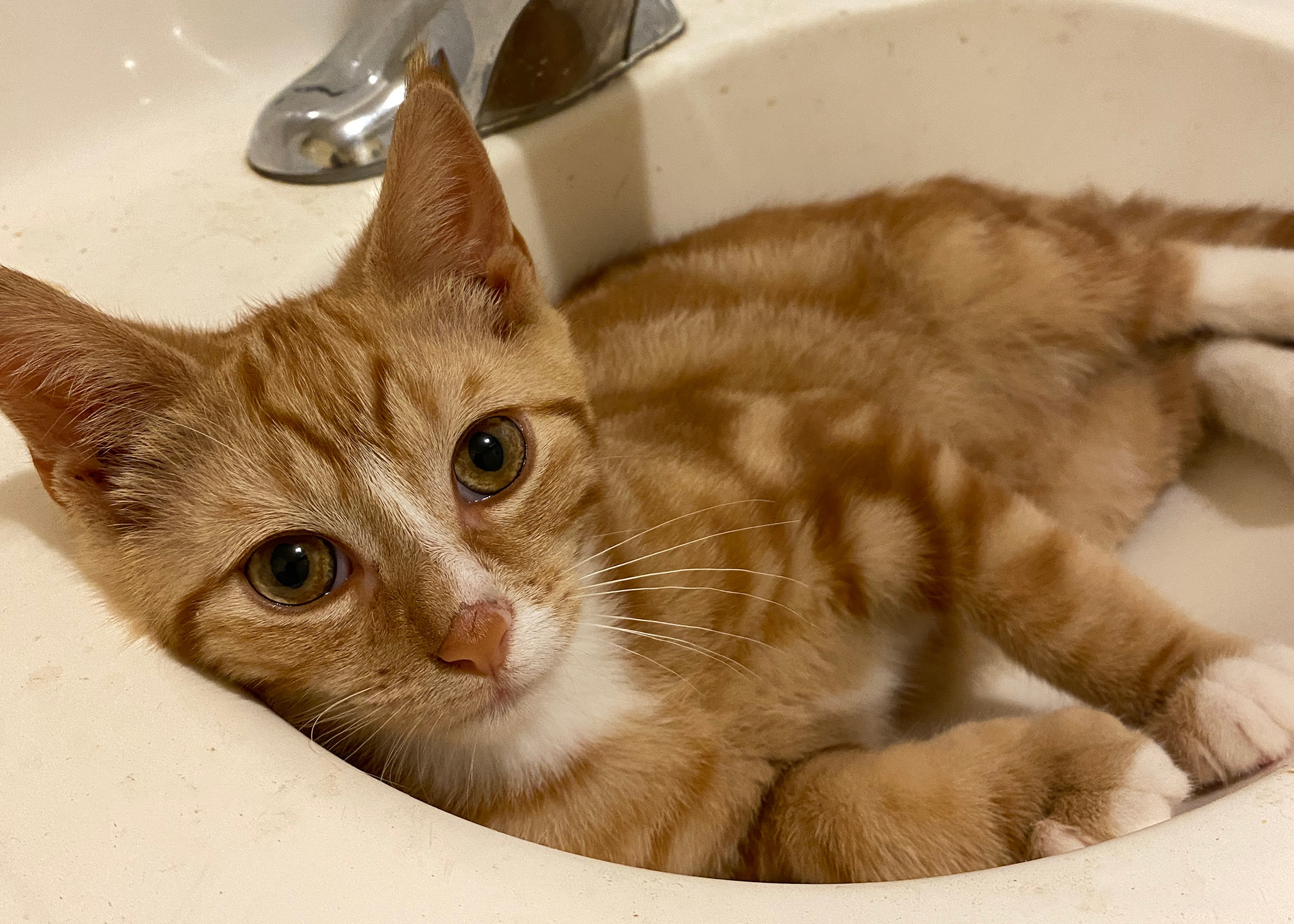 Enlarge Fido and Bartholomew, a Adopted Domestic Short Hair in Brooklyn, NY image 4/4
